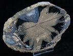 Blue Forest Petrified Wood Slice - x #13655-1